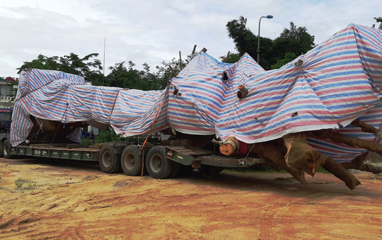 Cây[-]"quái[-]thú"[-]bị[-]bắt[-]giữ[-]ở[-]Quảng[-]Bình[-]từng[-]được[-]bán[-]đấu[-]giá[-]ở[-]Quảng[-]Ngãi